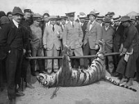 000c1 Tiger shot at Fan-Ling 8 Mar 1915