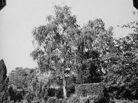 image1685  Yew Cottage back garden